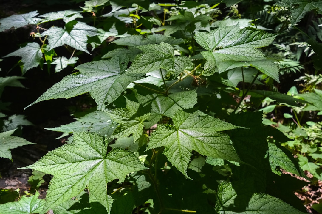 green leaves with water droplets