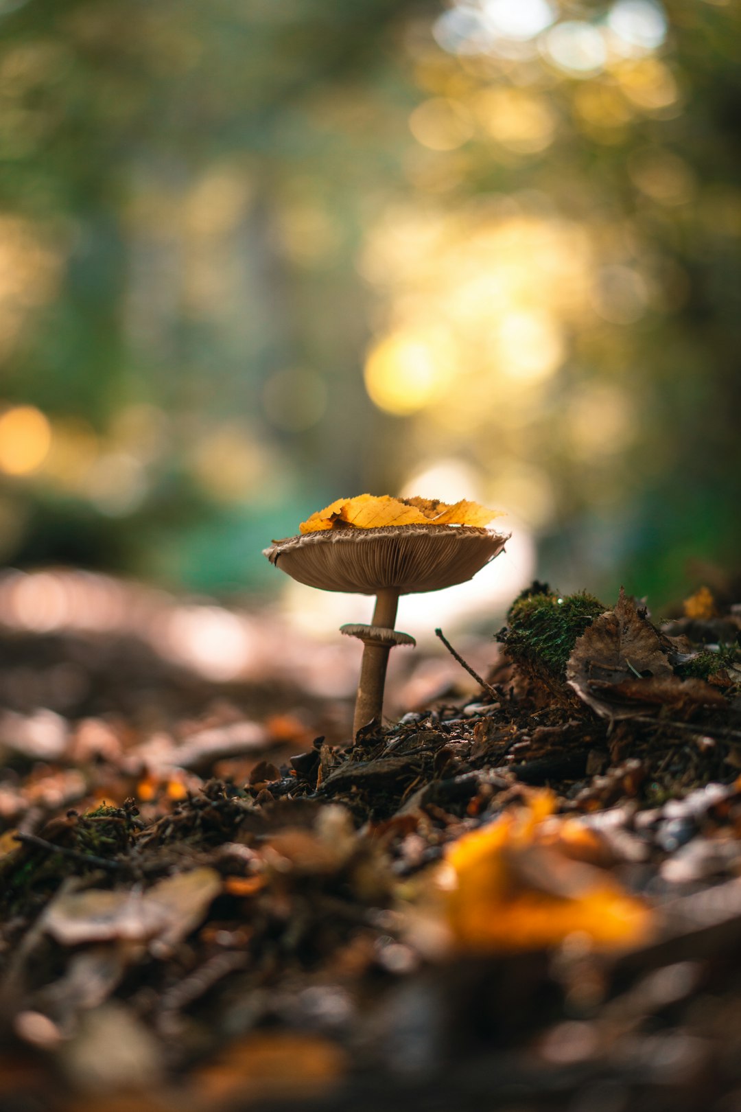 brown mushroom in tilt shift lens