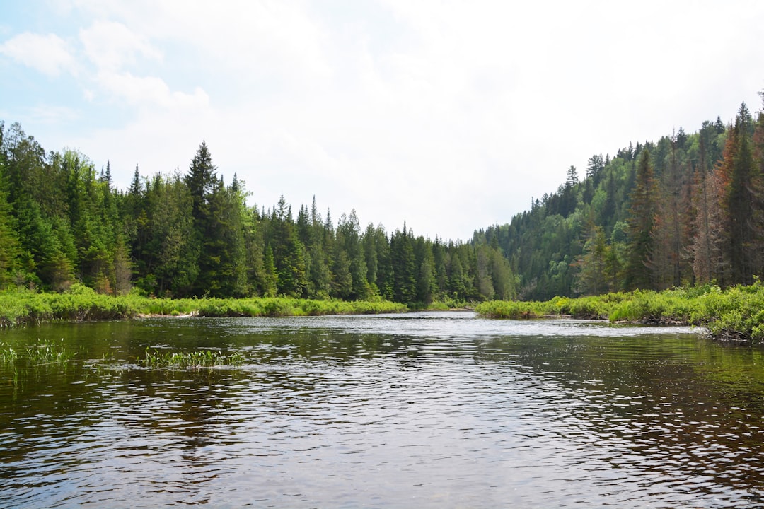 green trees beside river during daytime