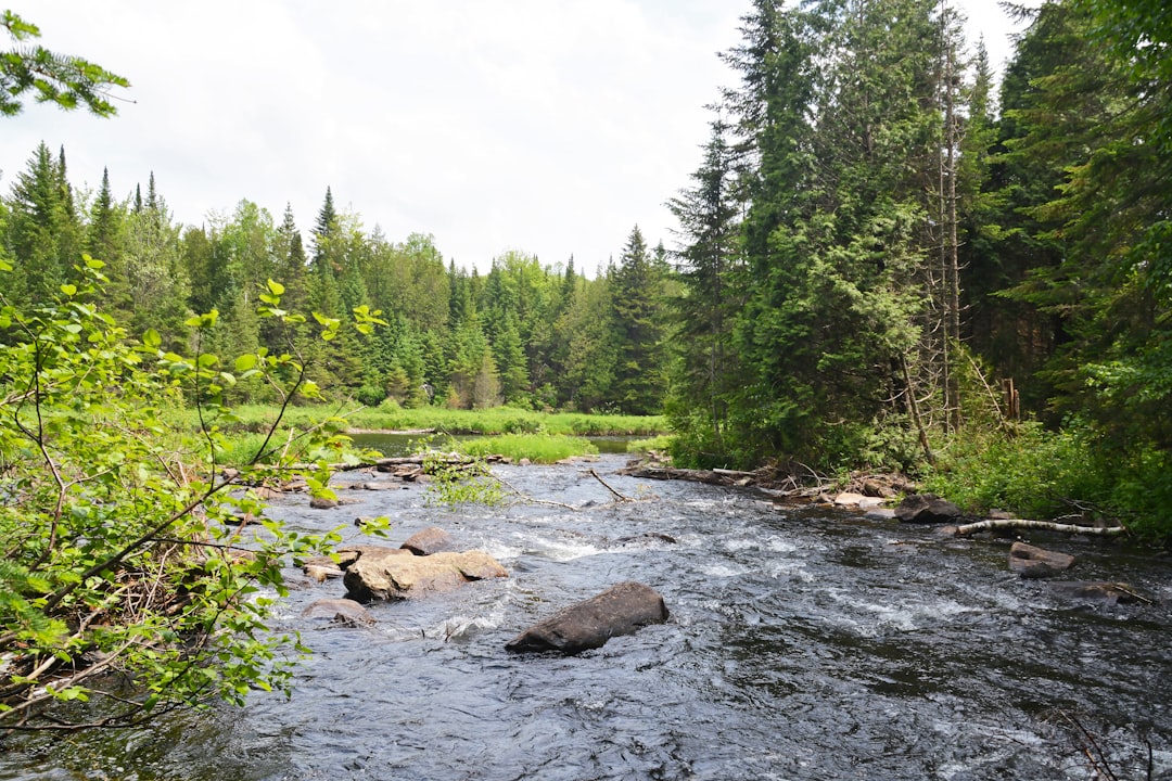 green trees beside river during daytime