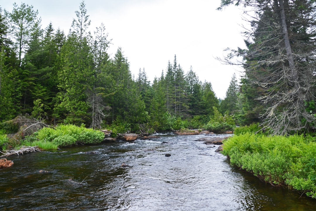 river between green trees during daytime