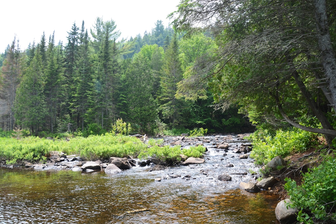 green trees beside river during daytime