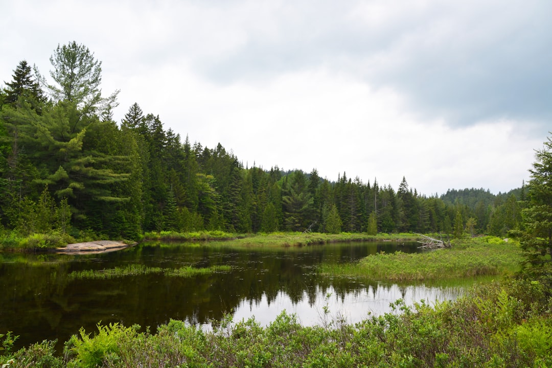 green trees beside river under white sky during daytime