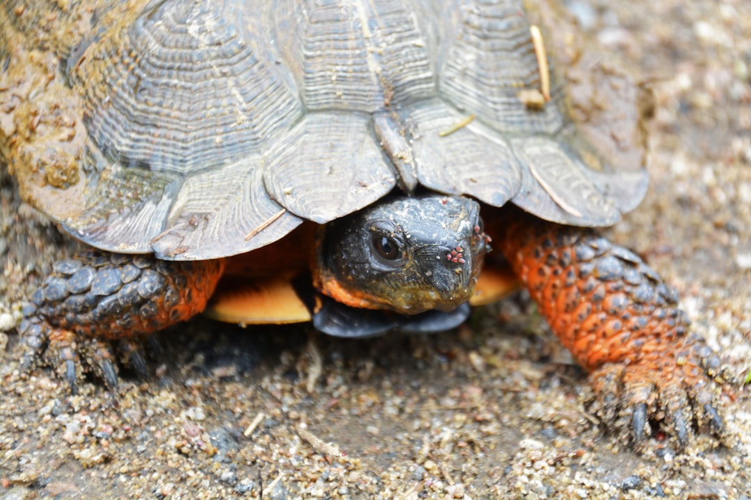 black and brown turtle on gray sand