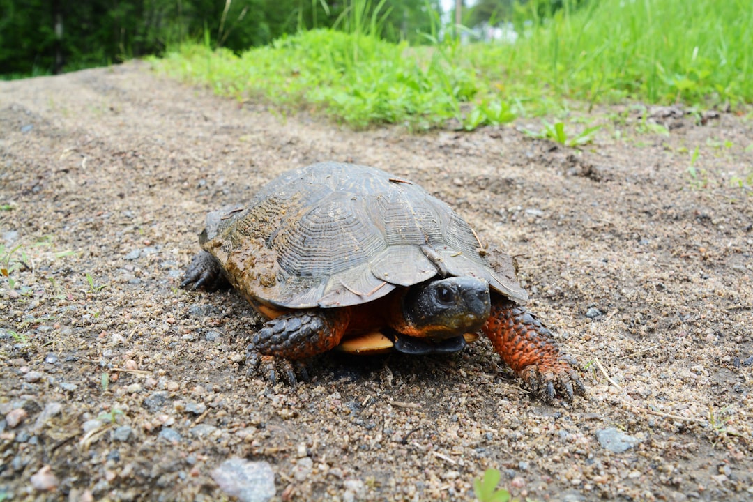 brown and black turtle on brown soil