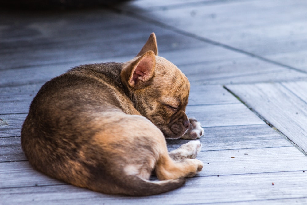 brown short coated small dog lying on wooden floor