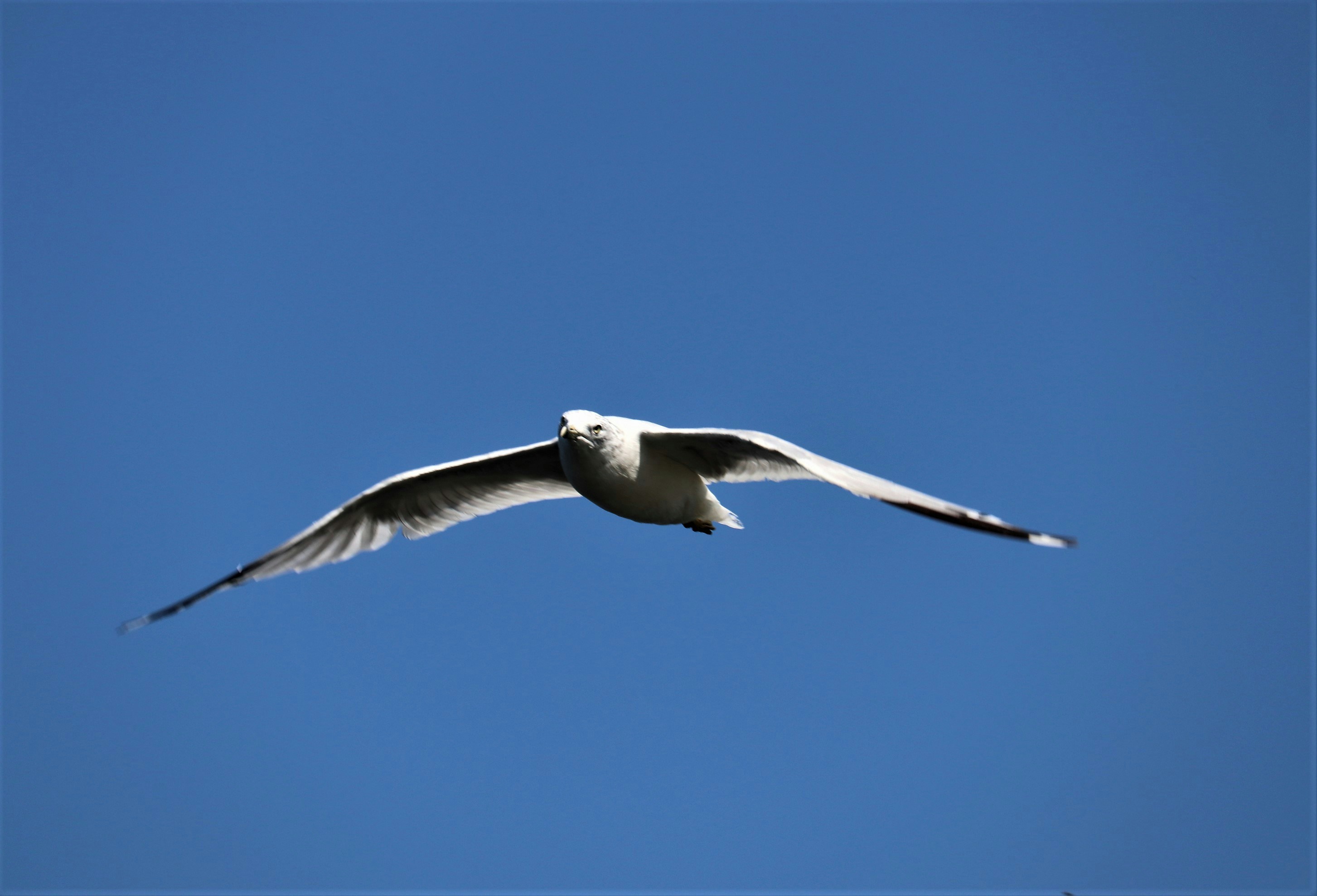 Photo by firebirdvll