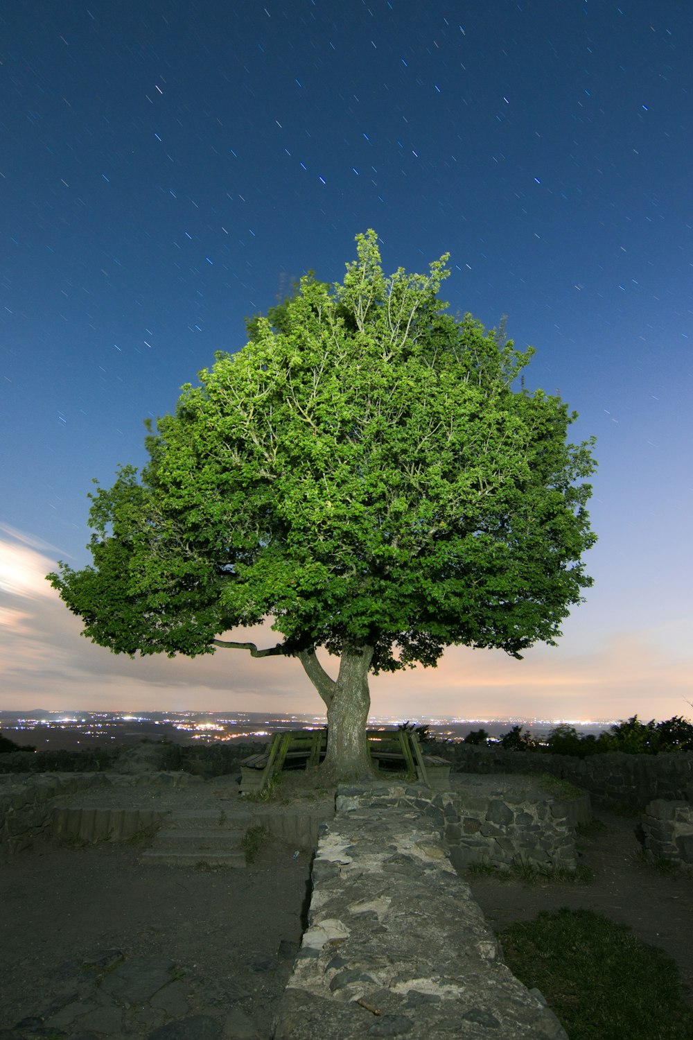 green tree on gray rock formation under blue sky during daytime