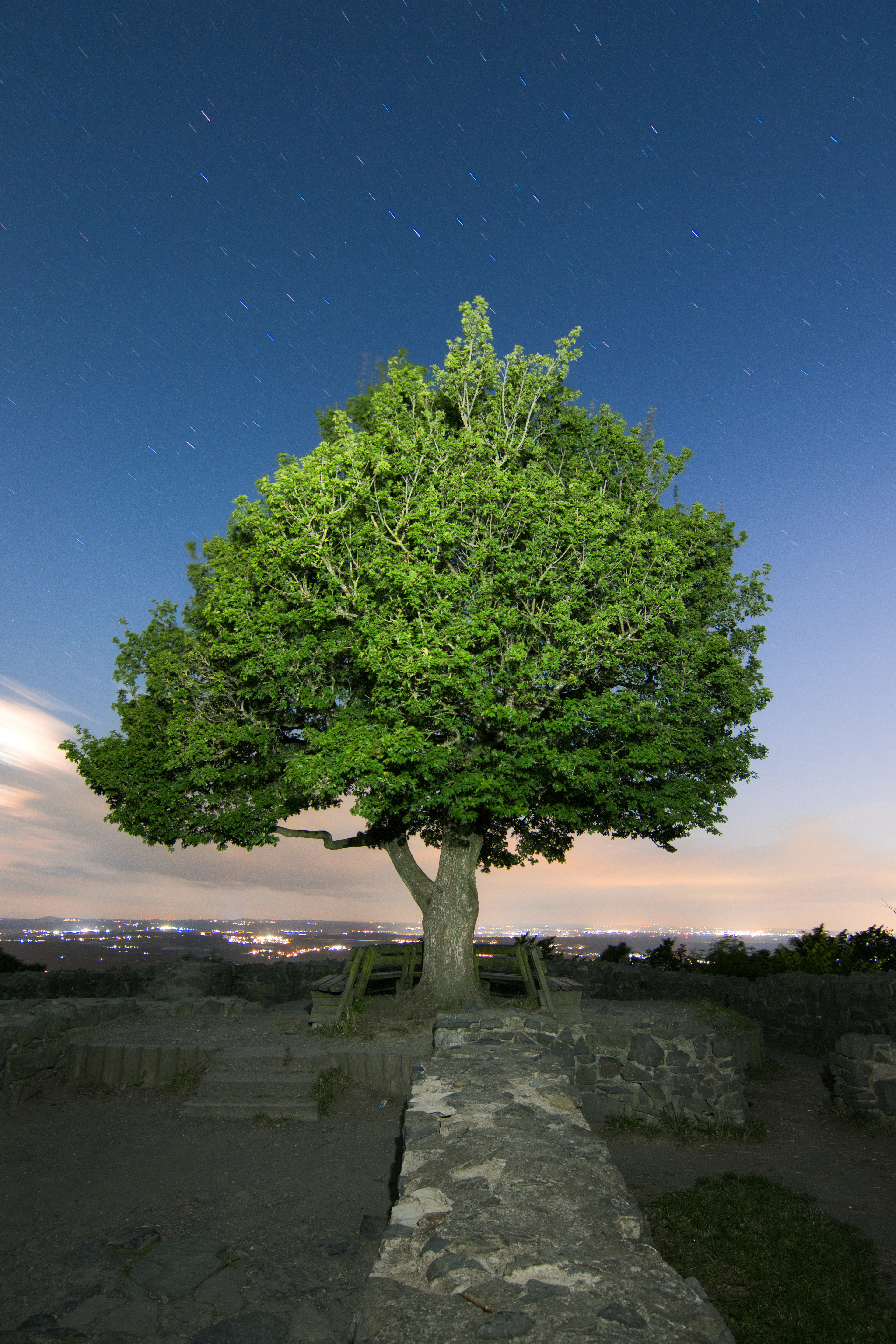 A single broad-crowned tree standing on a stone terrace at the Loewenburg in the Siebengebirge at night, star trails wheeling across the deep blue sky above and the lights of the Rhine valley spread far below.