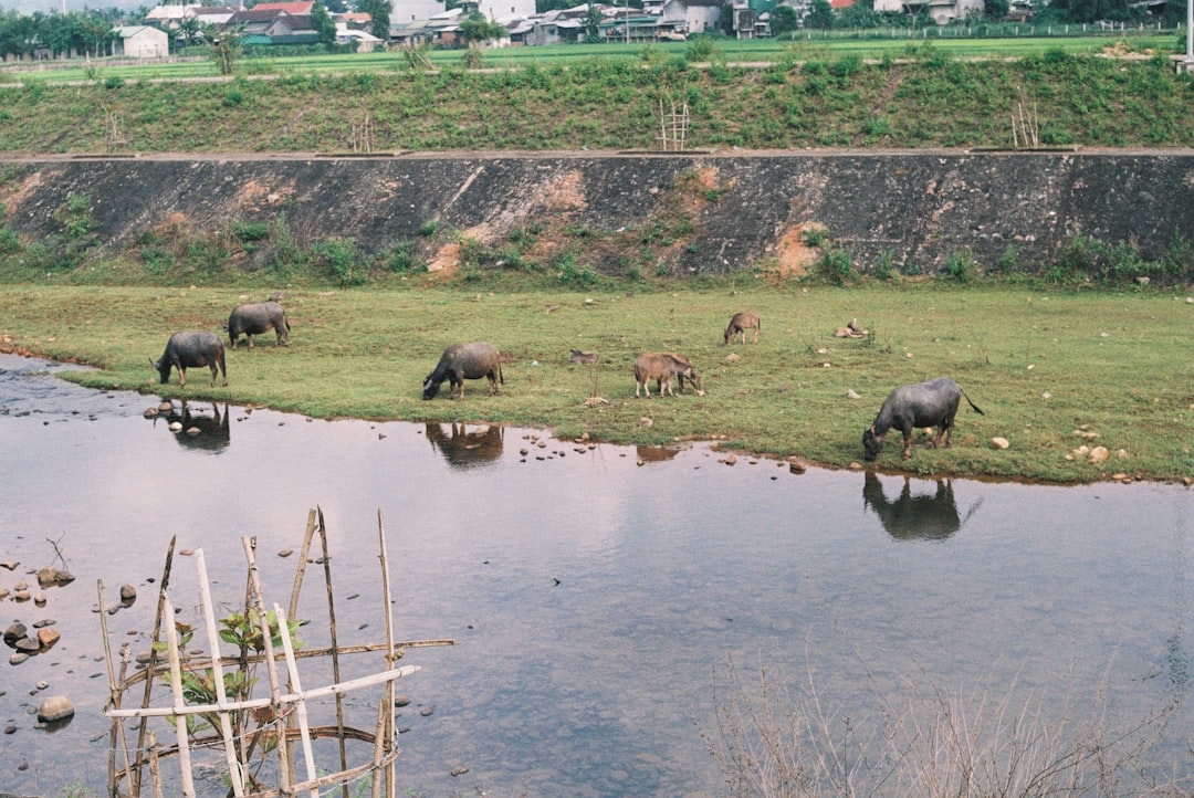 black water buffalo on water during daytime