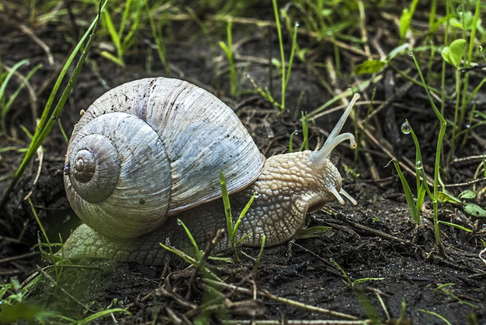 The image shows a snail making its way across a grassy area, moving towards the right side of the frame. The snail is brown and white in color, with a spiral shell that adds to its unique appearance. The background consists of green grass interspersed with patches of dirt, providing a natural setting for the snail's journey.

The image does not contain any discernible text or other objects, making it a simple yet captivating scene focused on the snail and its surroundings.