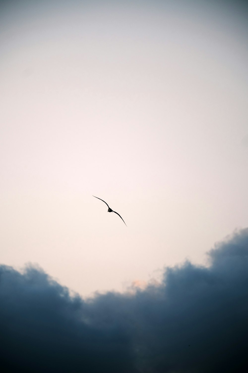 bird flying under white clouds during daytime