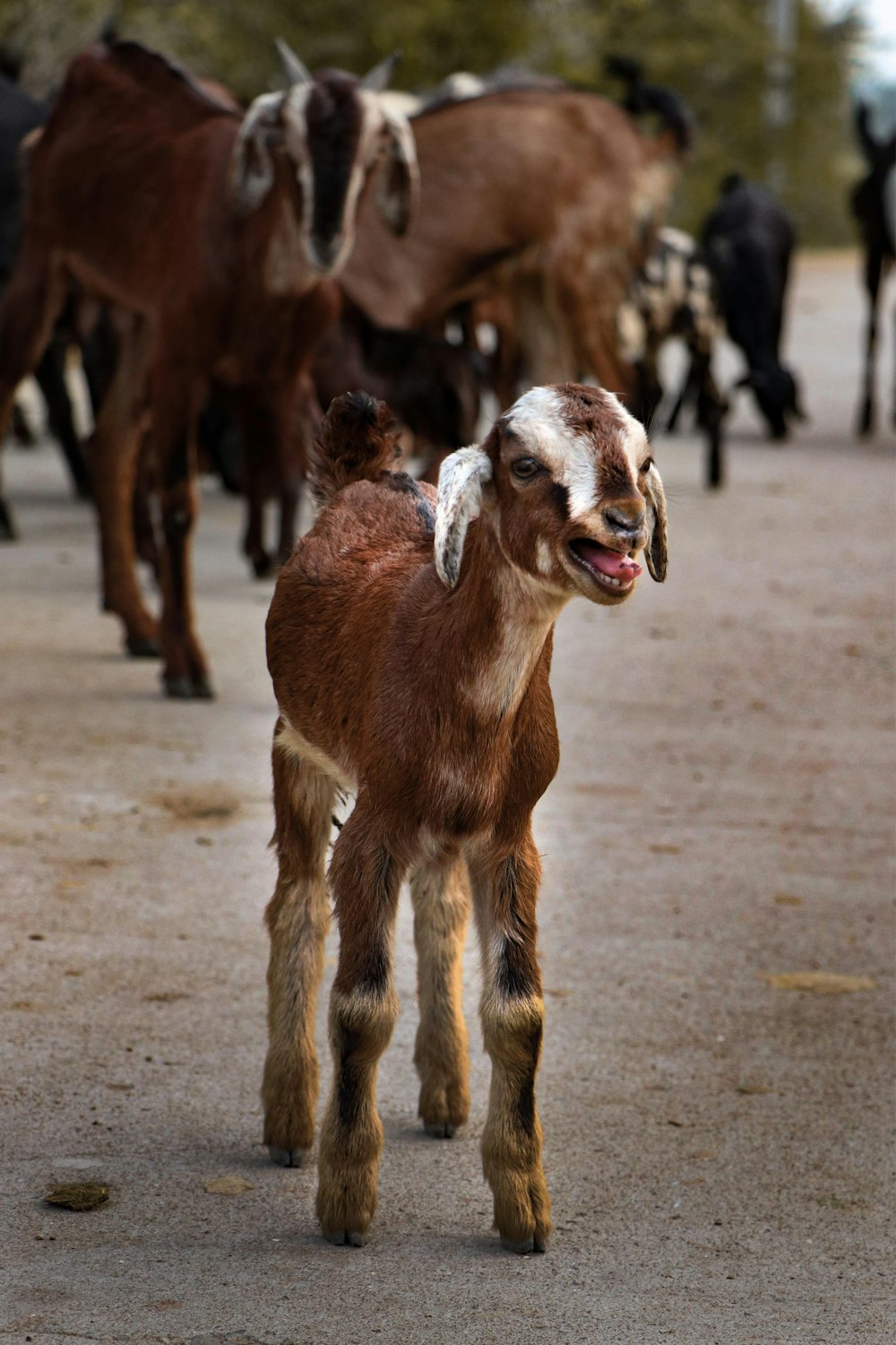 brown and white goats on gray concrete road during daytime