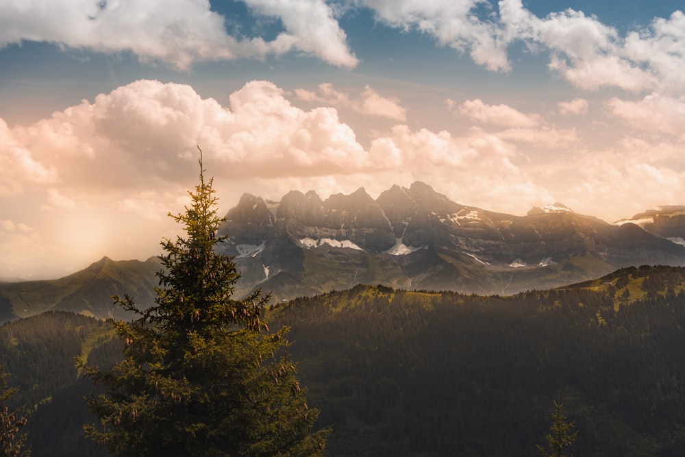 green trees near mountains under white clouds and blue sky during daytime