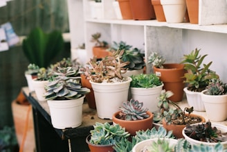 A collection of various succulent plants in pots is arranged on shelves. The pots vary in size and color, with some clay and some white. The succulents have a range of shapes and colors, predominantly green, with some purplish and reddish hues. The setting appears to be indoors or in a greenhouse.