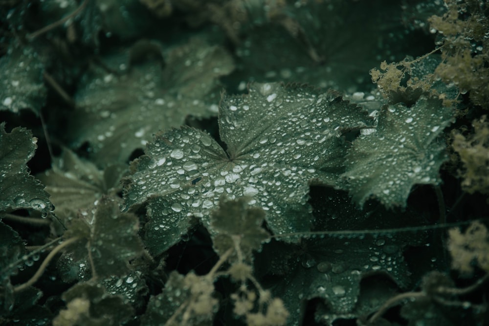 green leaf with water droplets