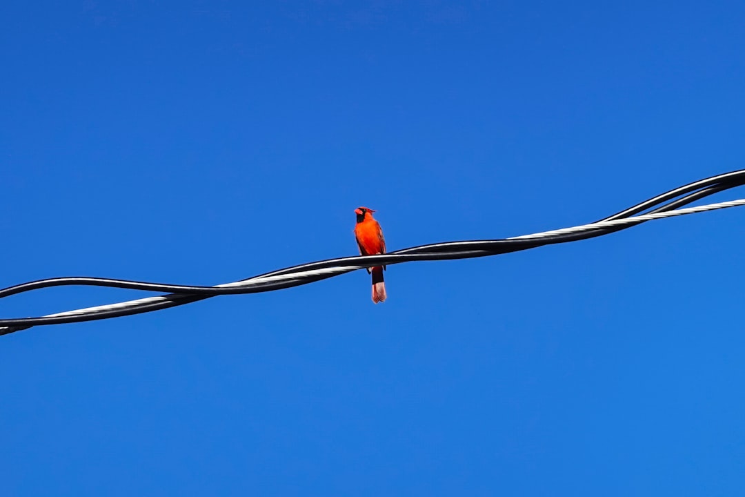 orange bird on brown wire during daytime