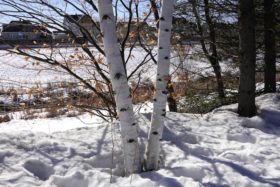 brown bare trees on snow covered ground during daytime