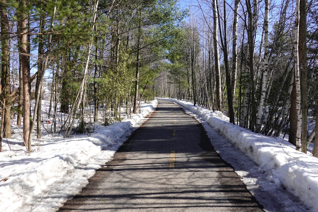 brown wooden bridge in the middle of the forest