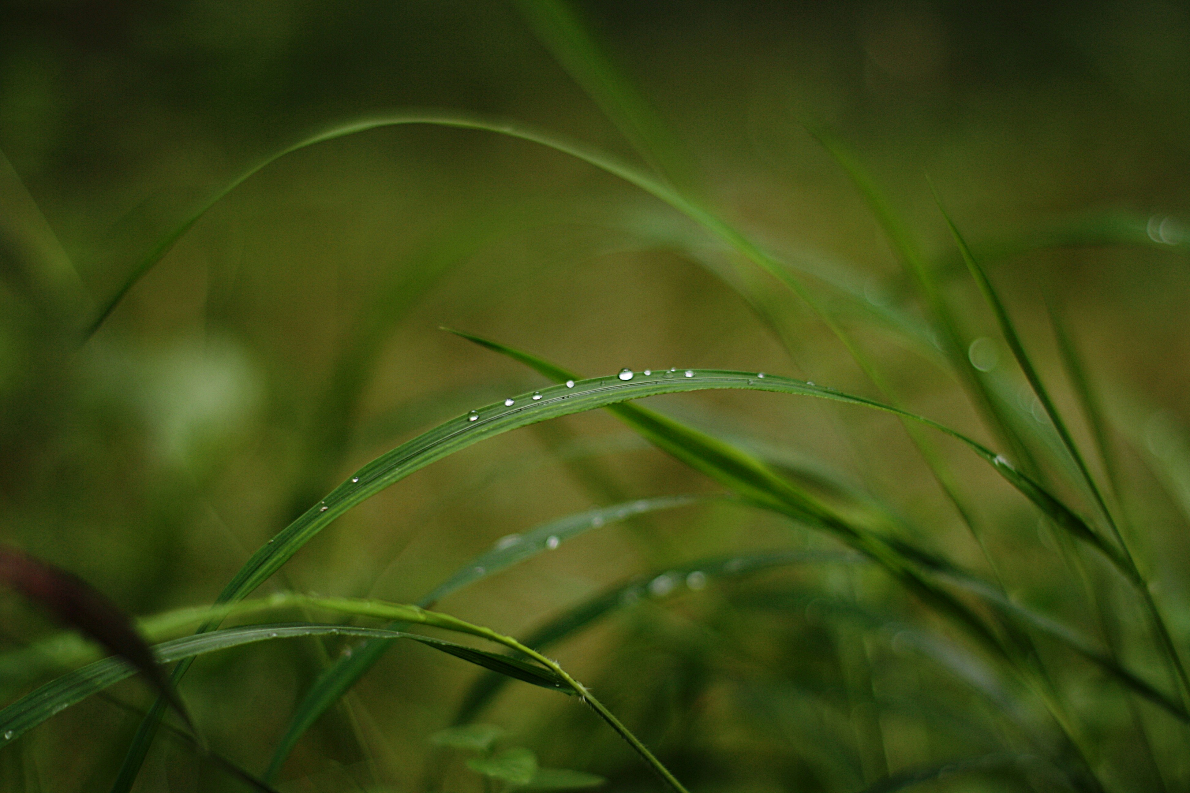 water dew on green grass