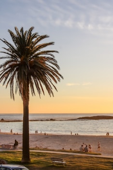 people on beach during sunset