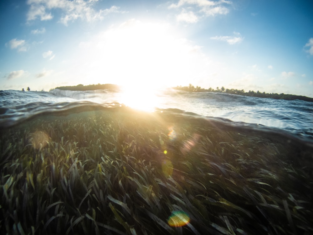 green grass near sea during daytime