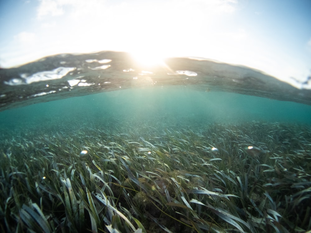 green grass field near body of water during daytime