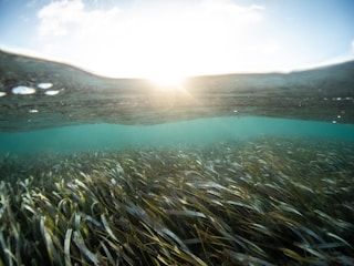 Sunlight penetrates the water's surface creating a serene, illuminated seascape. Underwater, a dense bed of seagrass sways gently, with long, thin blades extending across the ocean floor. The overall scene is tranquil and pristine, showcasing the natural beauty of marine life.