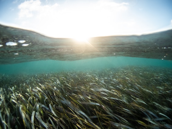 Sunlight penetrates the water's surface creating a serene, illuminated seascape. Underwater, a dense bed of seagrass sways gently, with long, thin blades extending across the ocean floor. The overall scene is tranquil and pristine, showcasing the natural beauty of marine life.