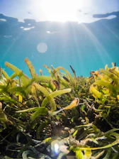 green and yellow plant under water
