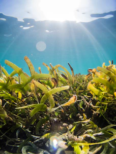 green and yellow plant under water
