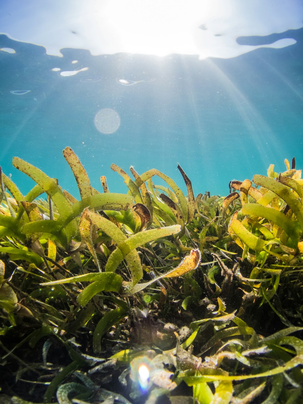 green and yellow plant under water