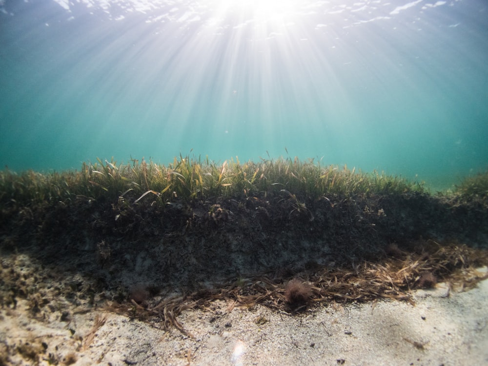 green grass on brown soil