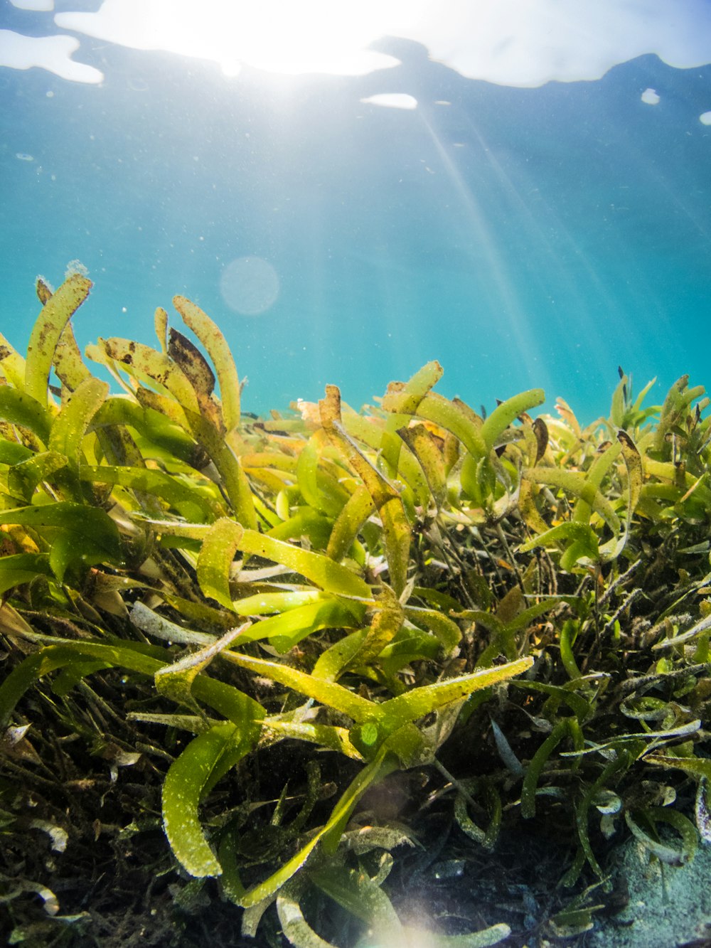 green and yellow plant under water