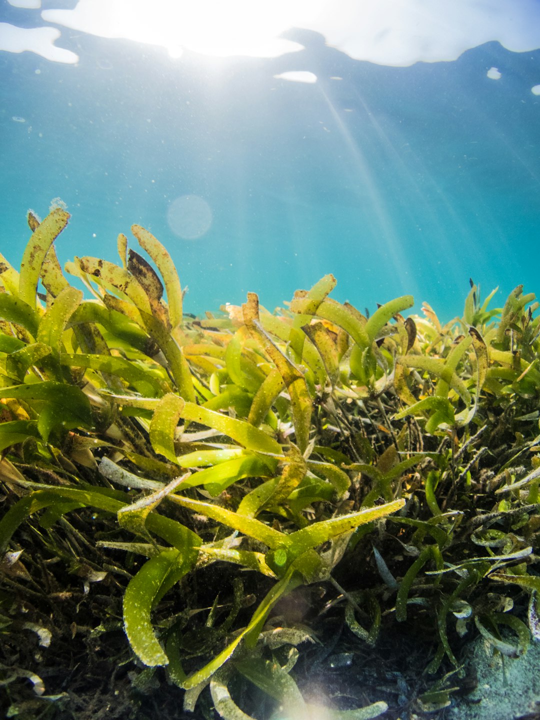 green and yellow plant under water