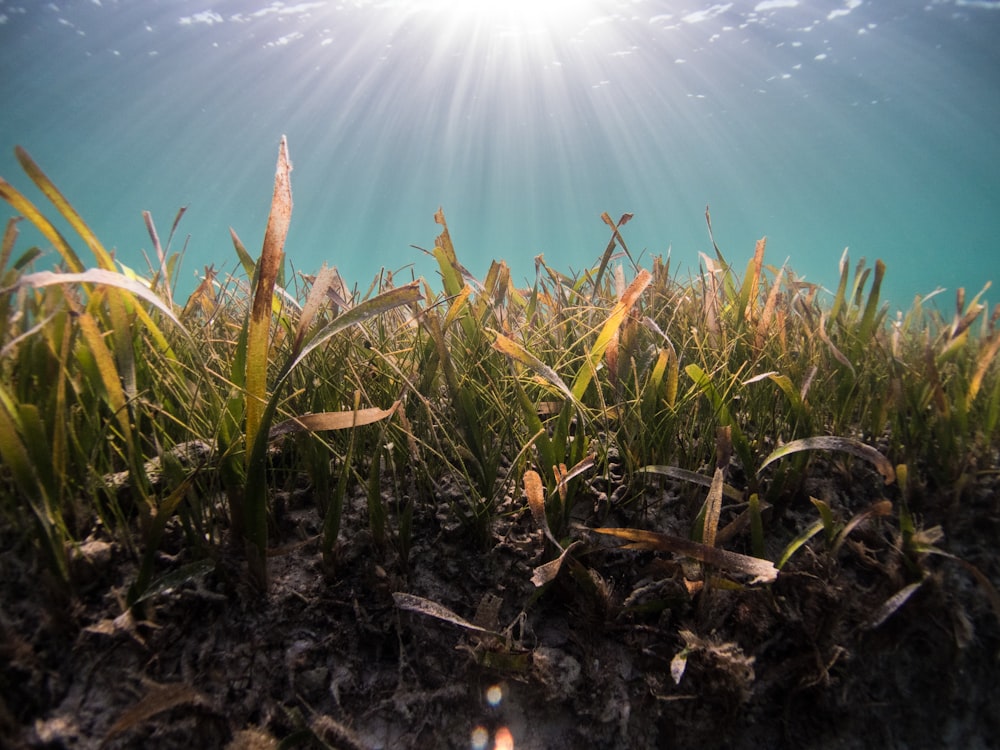 green grass on brown soil during daytime