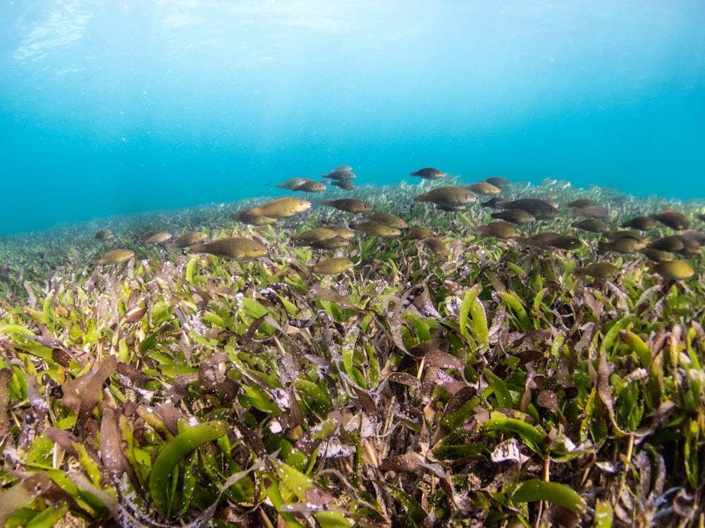 green and brown plants under water