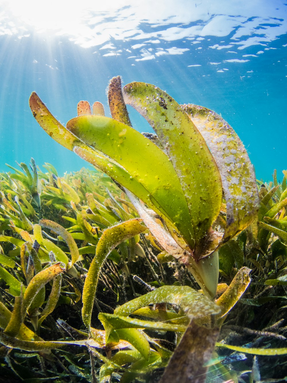 green and yellow plant under water