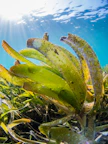 green and yellow plant under blue sky during daytime