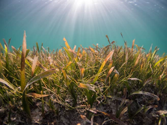 A serene underwater view of Posidonia oceanica meadows swaying gently in clear Mediterranean waters.