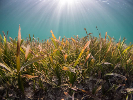 A serene underwater view of Posidonia oceanica meadows swaying gently in clear Mediterranean waters.