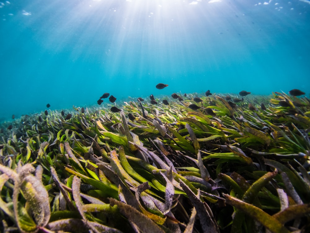 pianta verde sott'acqua durante il giorno