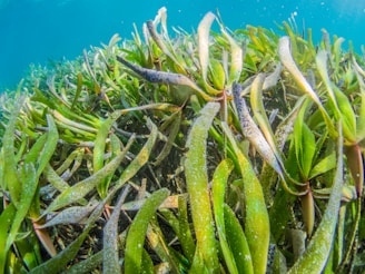 A vibrant field of seaweed swaying gently in the ocean, with a clear blue sky above.