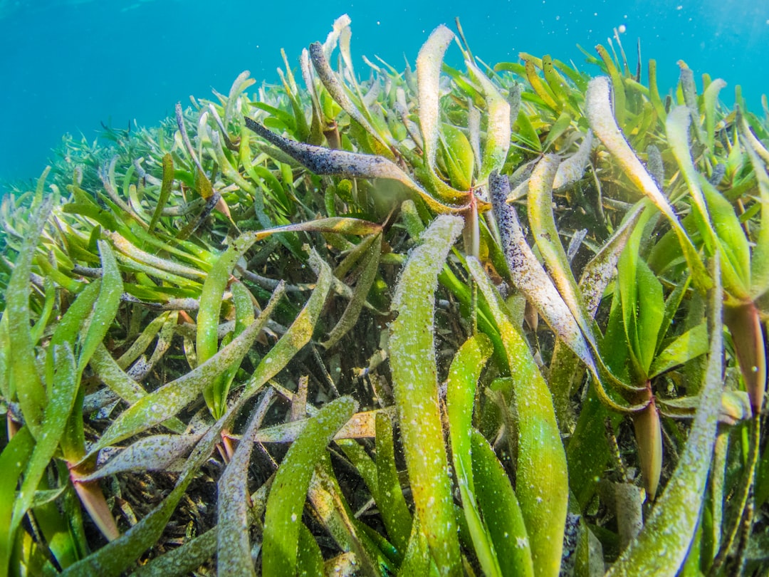 green cactus plant under water