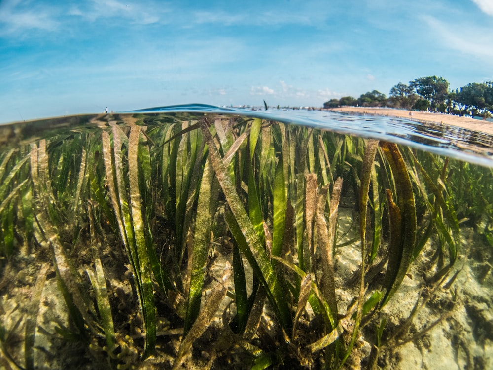 erba verde vicino allo specchio d'acqua durante il giorno