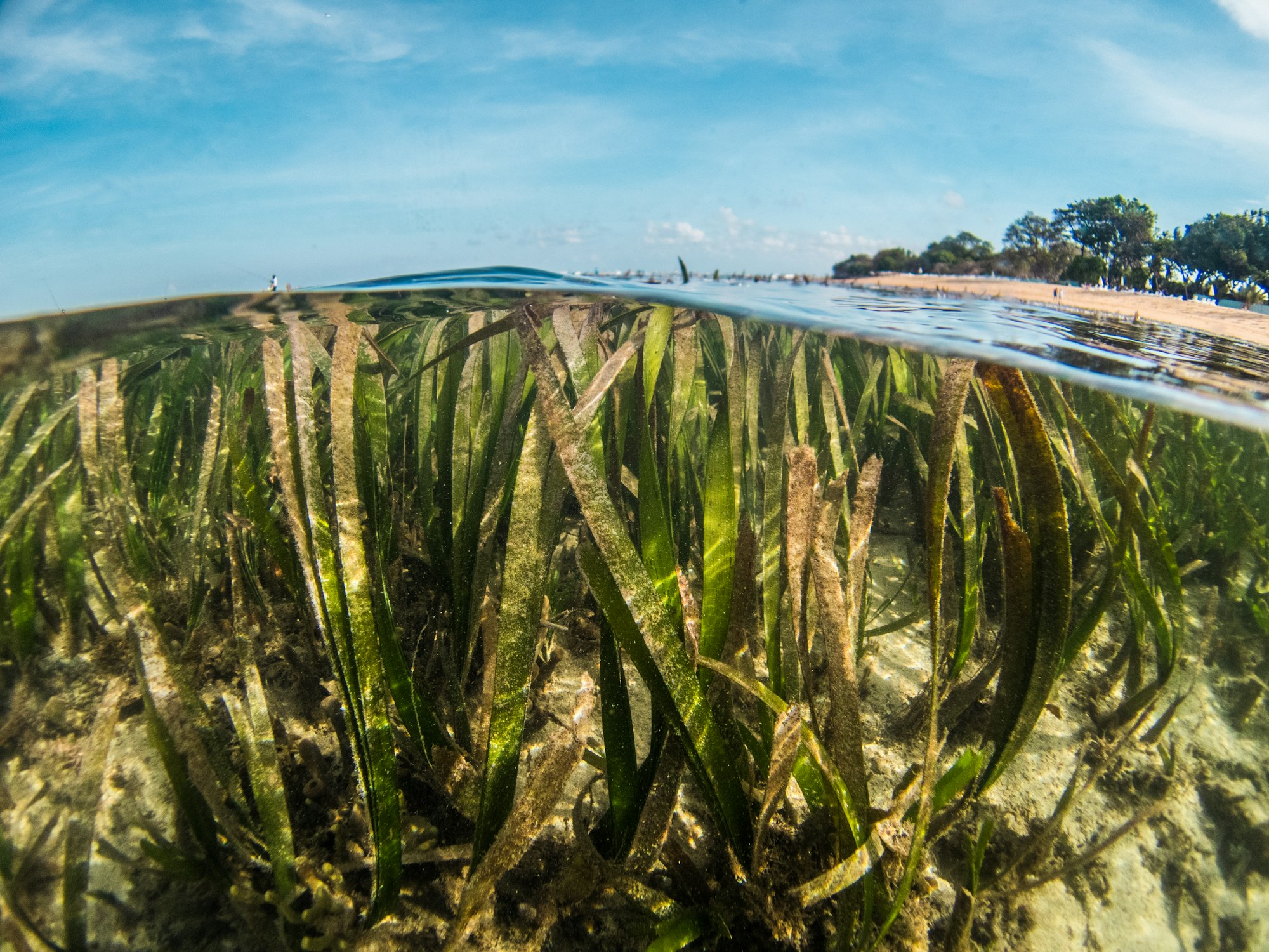 Kelp forest creating habitat for a lot of species - so biodiversity