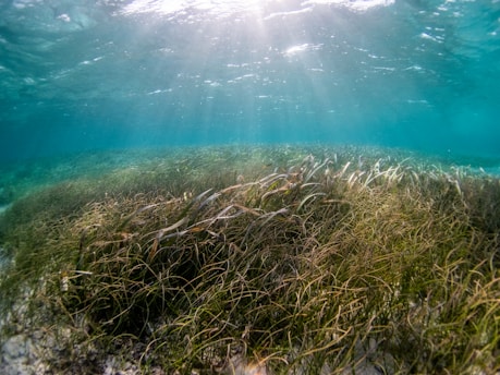 An underwater scene with sunlight filtering down through clear blue water, illuminating a lush bed of green aquatic plants swaying gently. The seafloor is covered with dense seagrass, creating a serene and vibrant natural habitat.