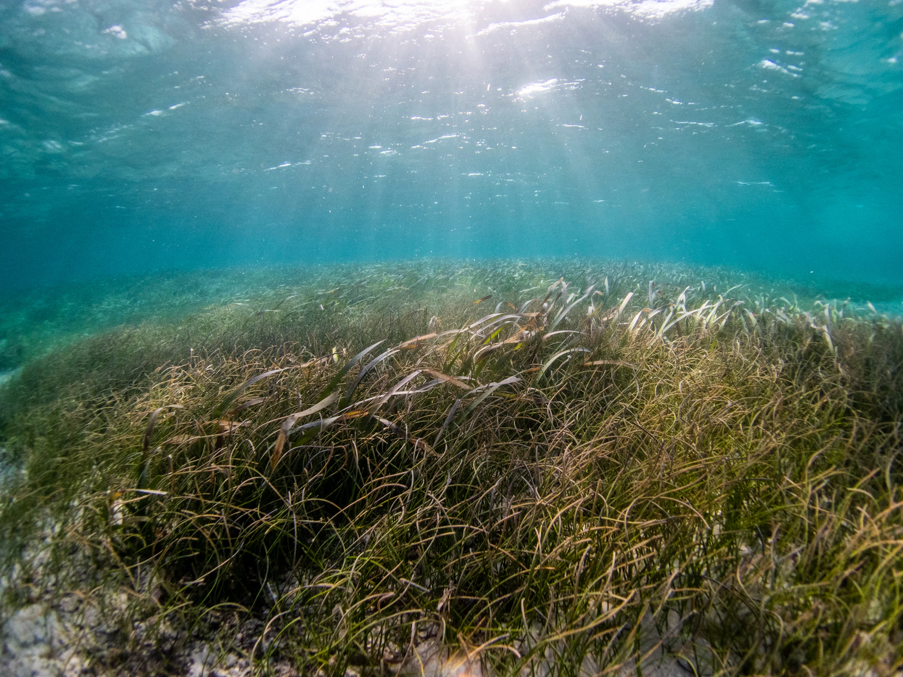 Sunlit underwater seagrass meadow forming dense green habitat across the seabed