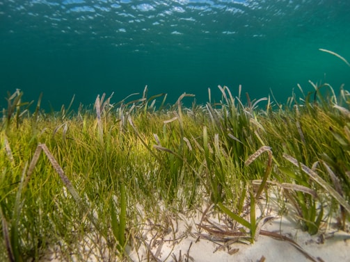 green grass near body of water during daytime
