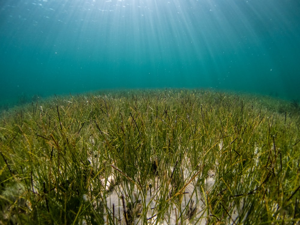 green grass under blue sky